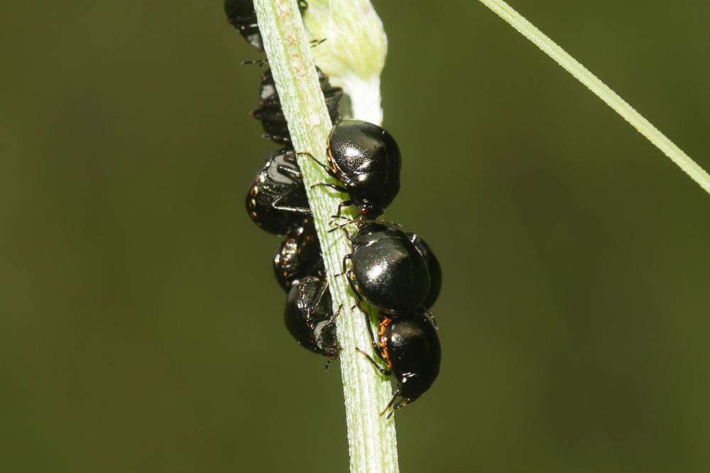Punaise cuirasse Coptosoma scutellatum (Geoffroy, 1785)