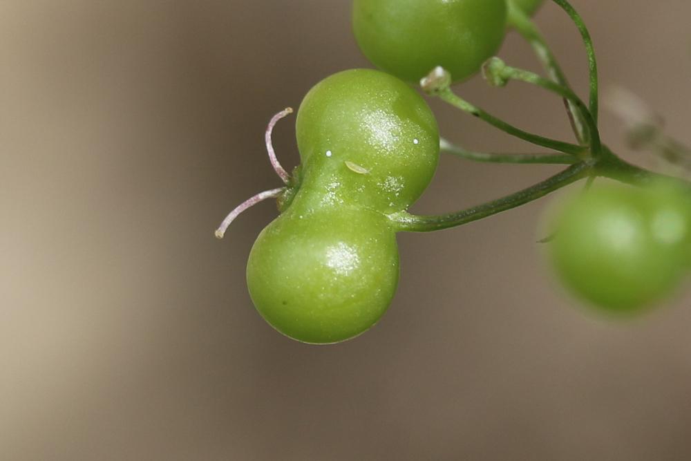 Bifora rayonnante, Sudeur Bifora radians M.Bieb., 1819