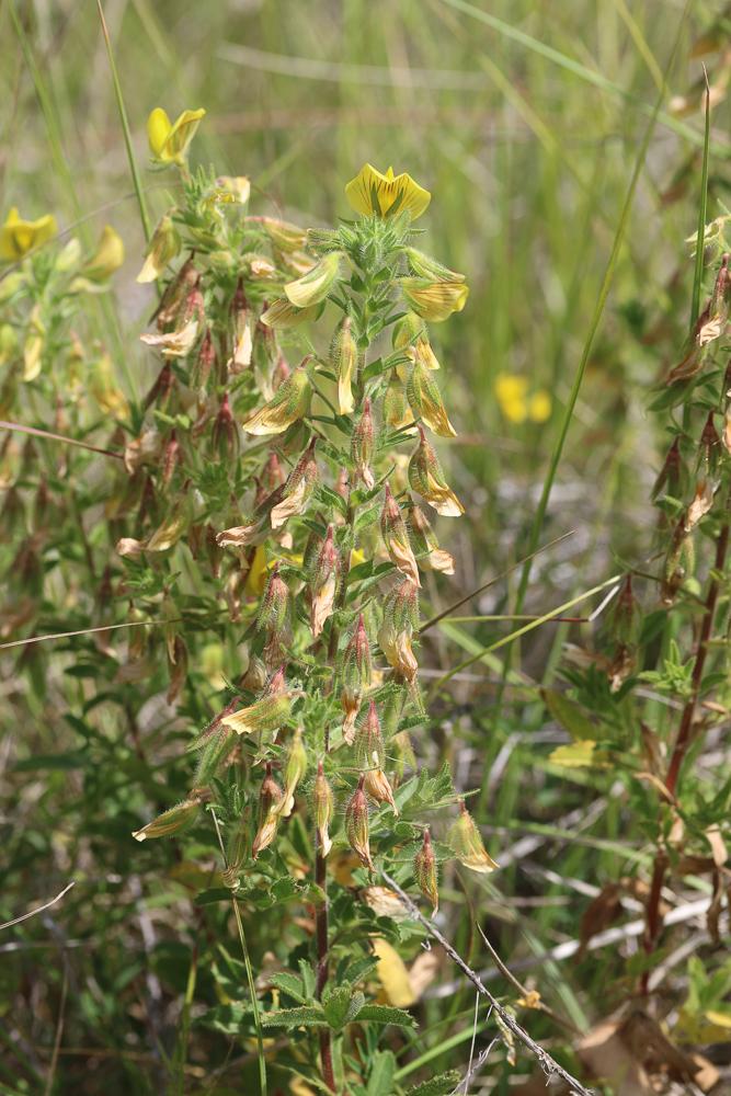 Bugrane jaune, Bugrane fétide Ononis natrix L., 1753