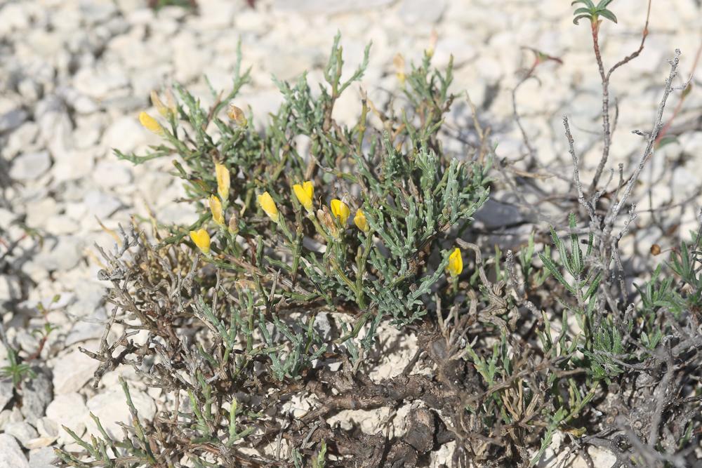Genêt de Villars Genista pulchella subsp. villarsiana (Jord.) F.Conti, 2007