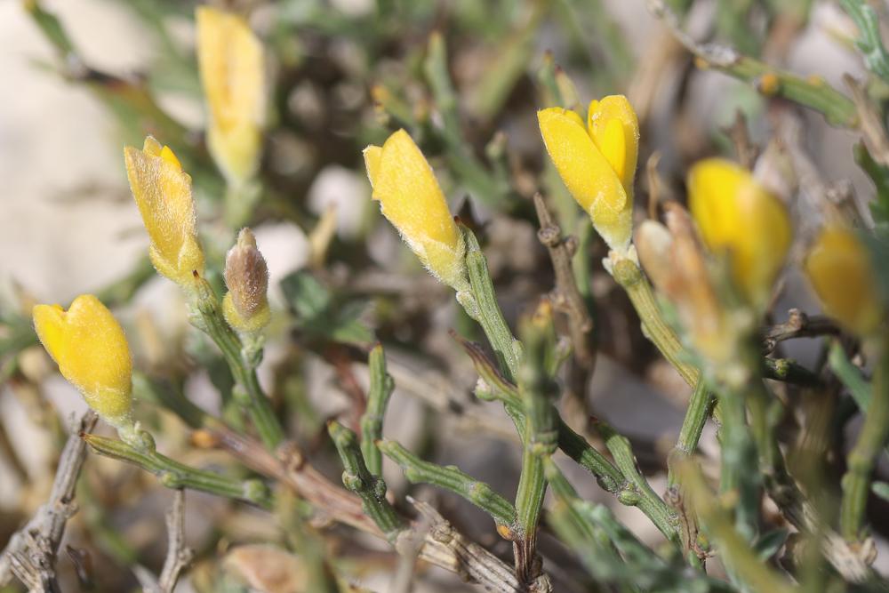 Genêt de Villars Genista pulchella subsp. villarsiana (Jord.) F.Conti, 2007