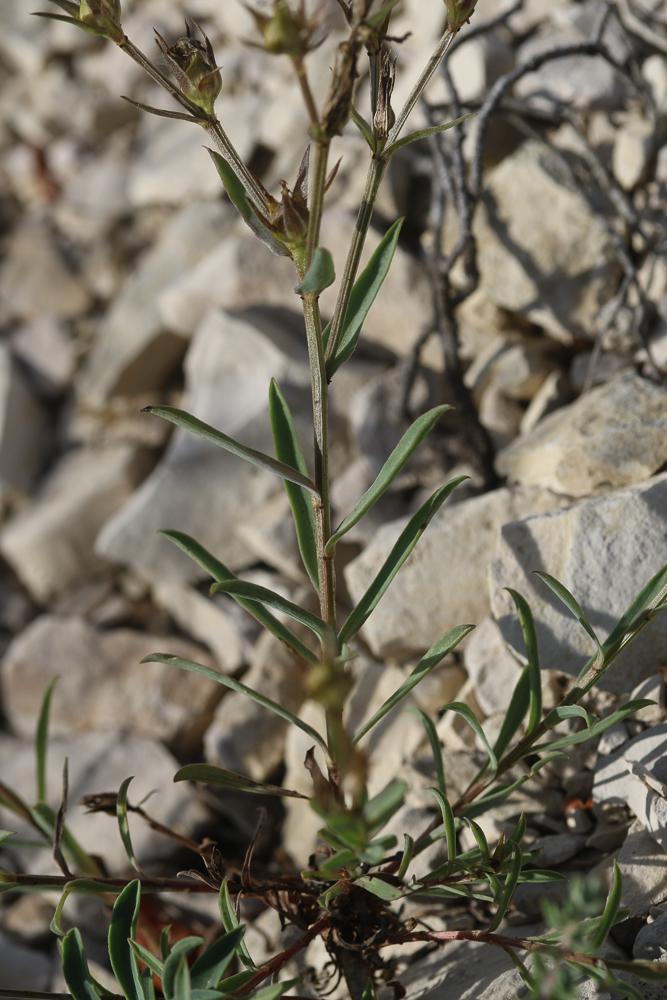 Lin campanulé Linum campanulatum L., 1753