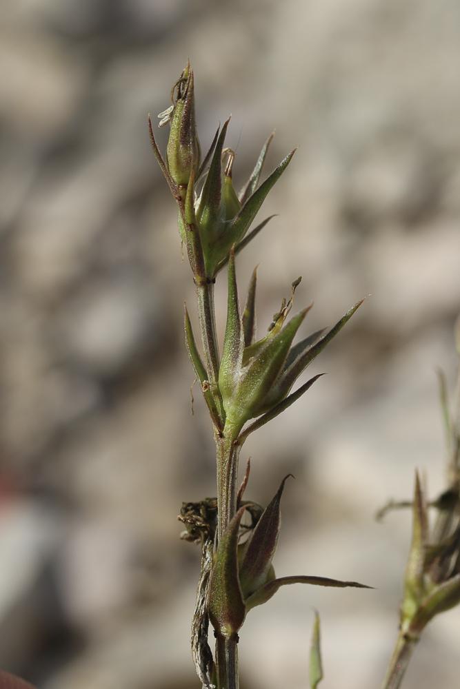 Lin campanulé Linum campanulatum L., 1753