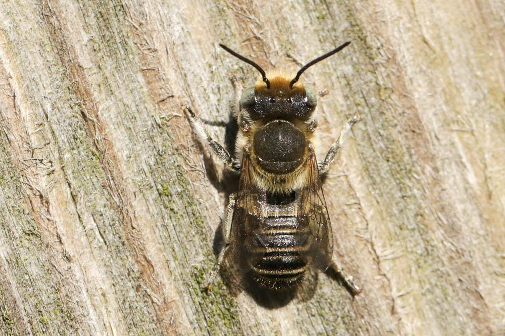 Osmia Panzer, 1806
