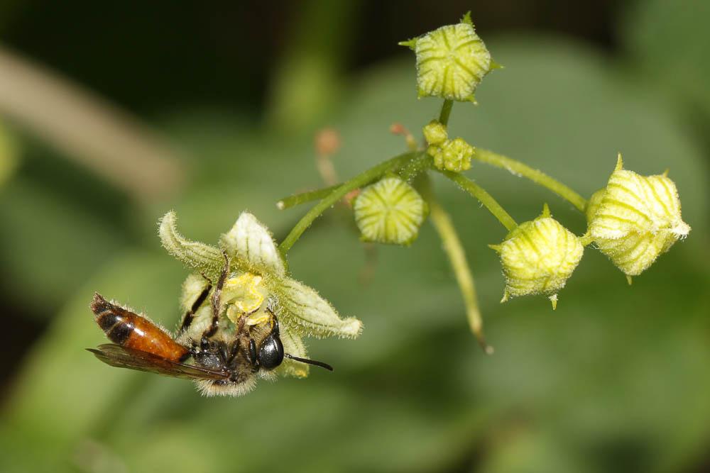  Andrena florea Fabricius, 1793