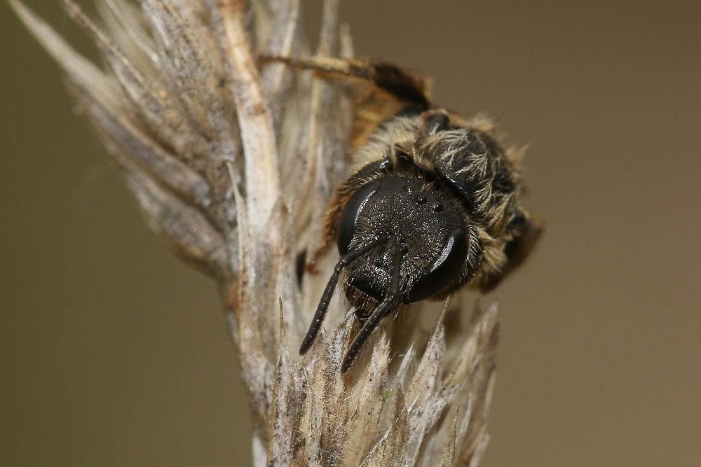  Lasioglossum Curtis, 1833