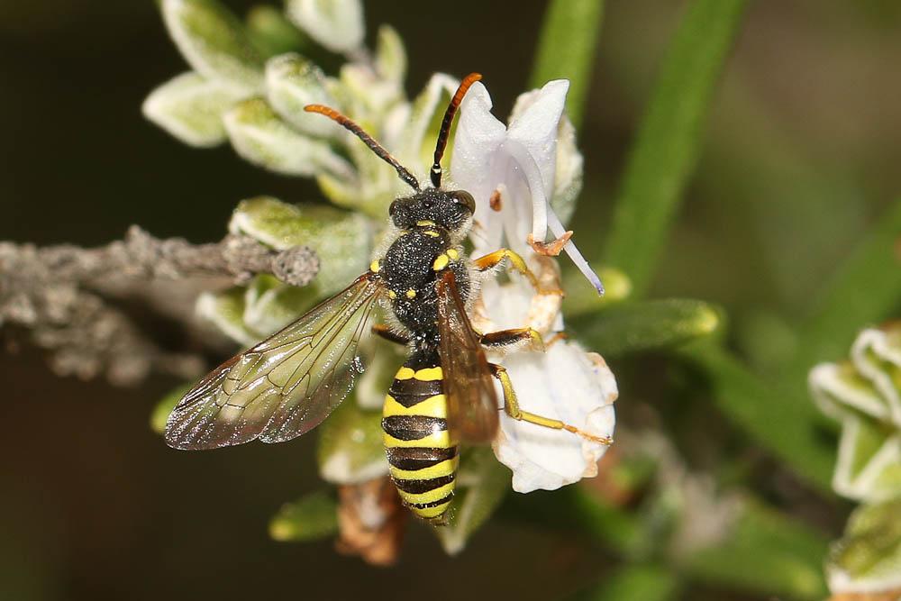  Nomada succincta Panzer, 1798
