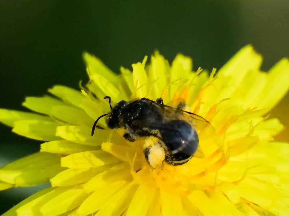  Lasioglossum Curtis, 1833