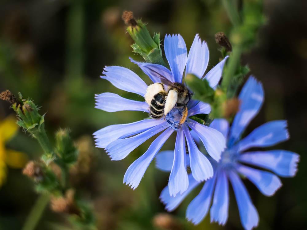 Chicorée amère, Barbe-de-capucin Cichorium intybus L., 1753