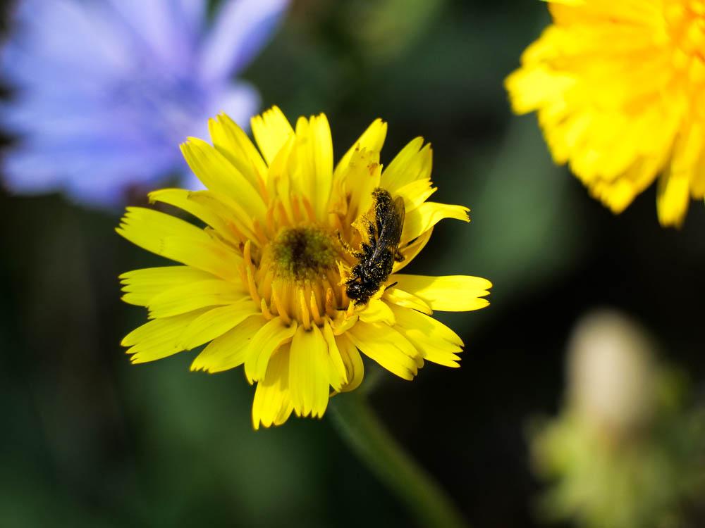 Herbe aux vermisseaux Picris hieracioides subsp. hieracioides L., 1753