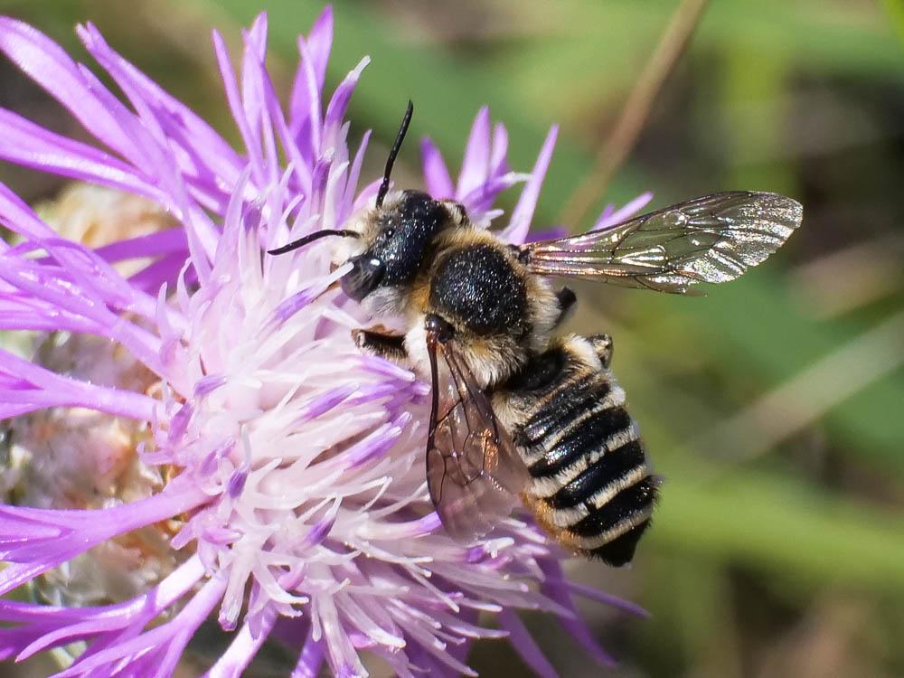  Megachile Latreille, 1802
