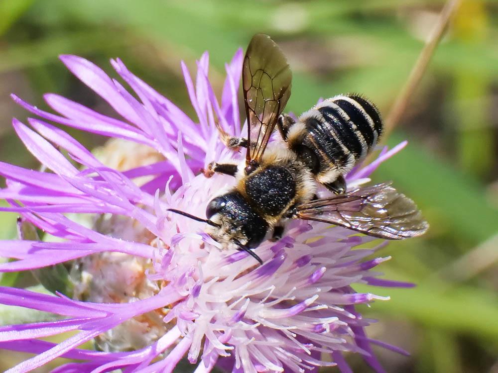Megachile Latreille, 1802