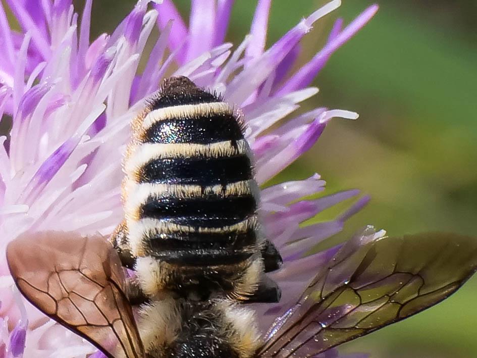  Megachile Latreille, 1802