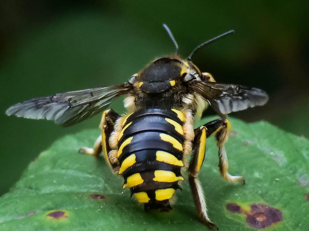 Anthidium florentinum (Fabricius, 1775)