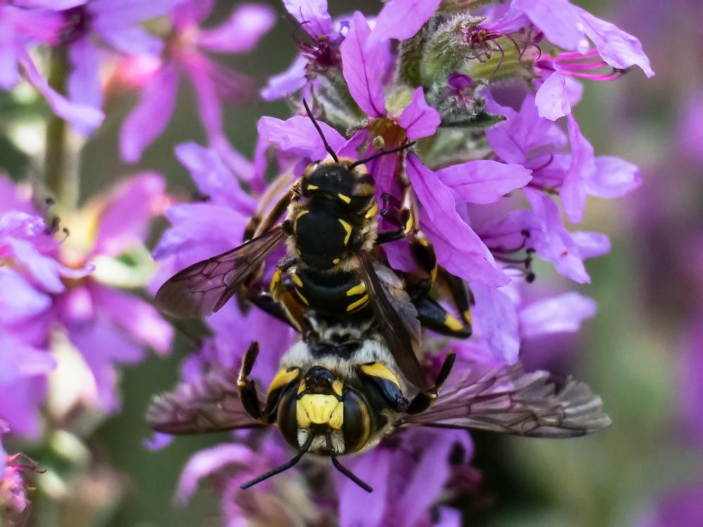  Anthidium florentinum (Fabricius, 1775)