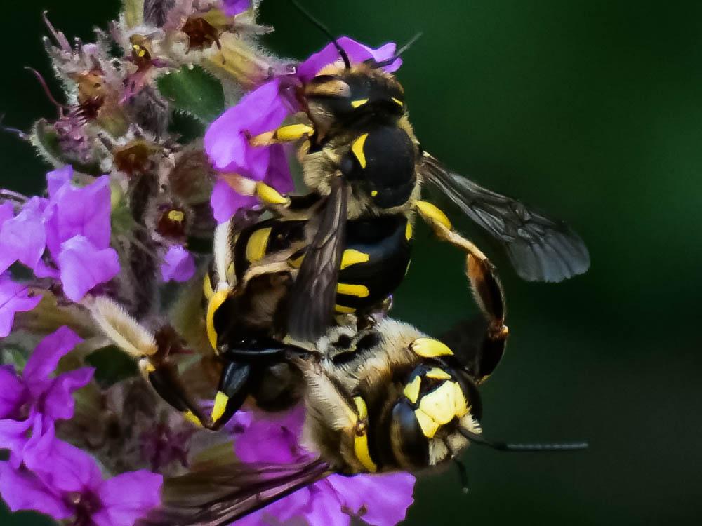 Anthidium florentinum (Fabricius, 1775)