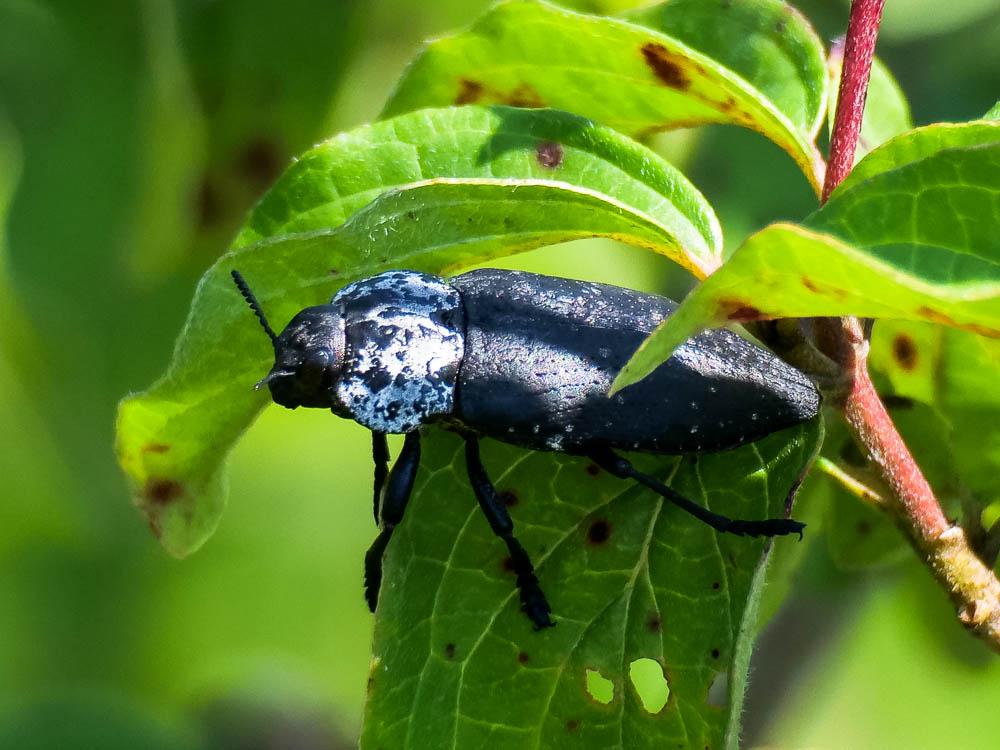Capnode de l'Oseille Capnodis tenebricosa (Olivier, 1790)