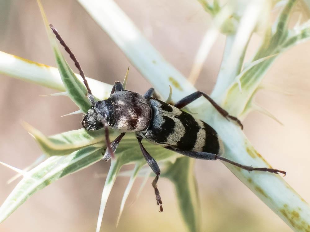 Chlorophorus trifasciatus (Fabricius, 1781)