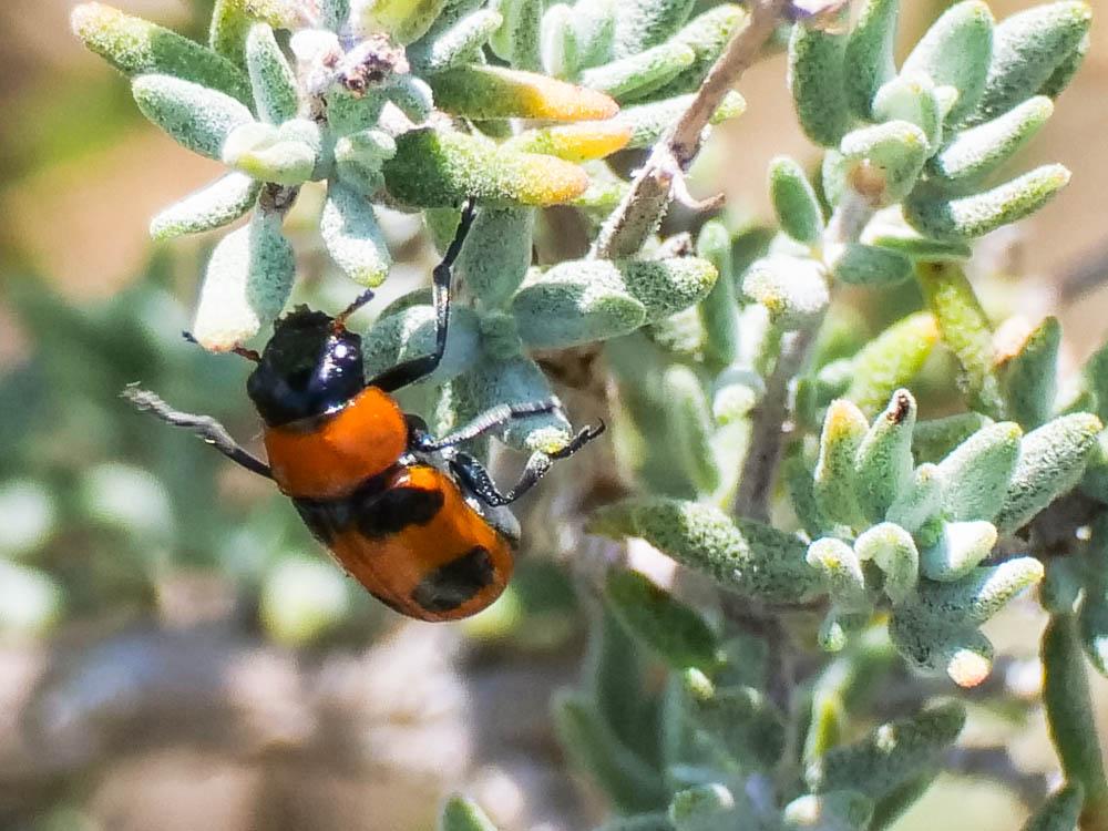 Coptocephala Chevrolat, 1836