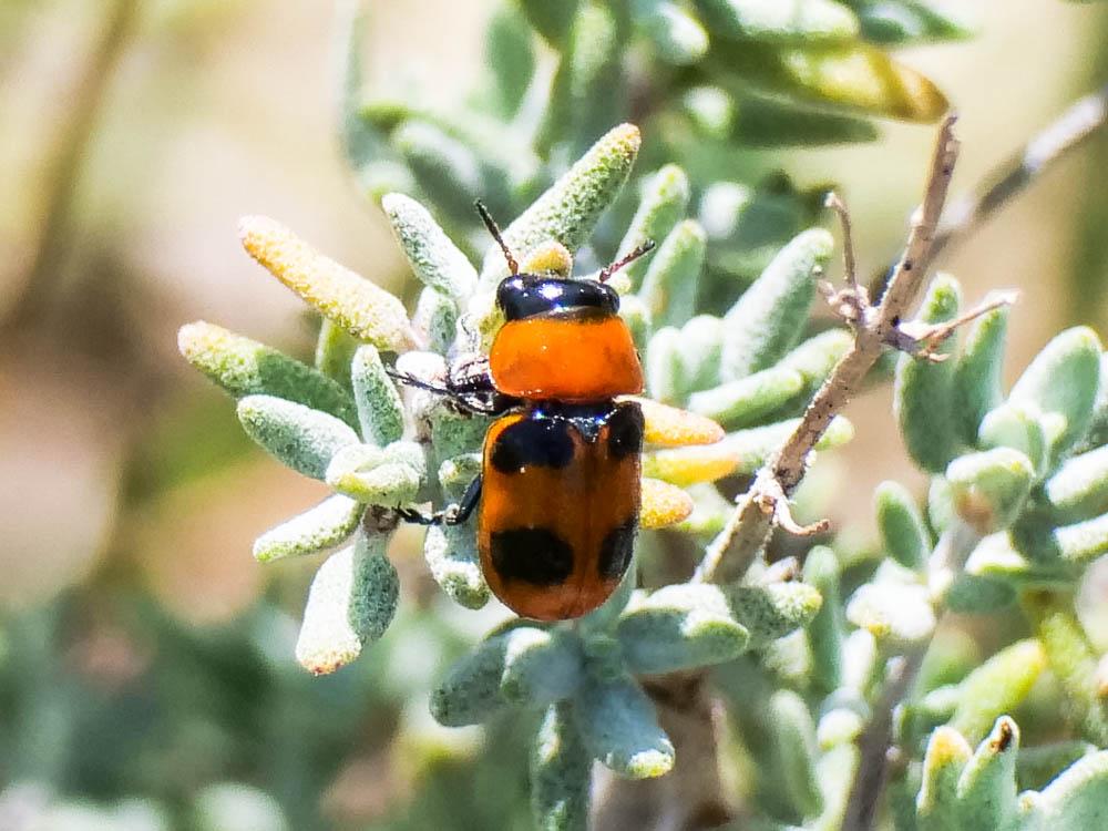  Coptocephala Chevrolat, 1836