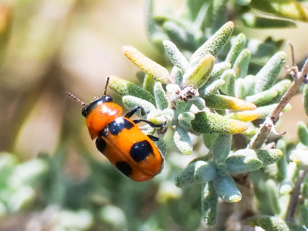  Coptocephala Chevrolat, 1836