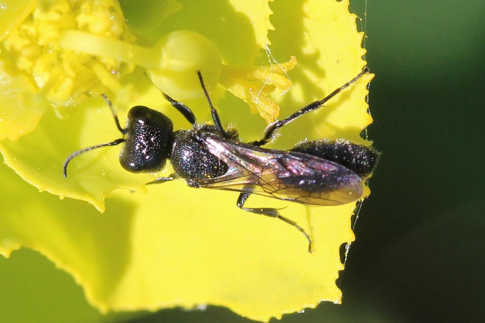 Pemphredon Latreille, 1796
