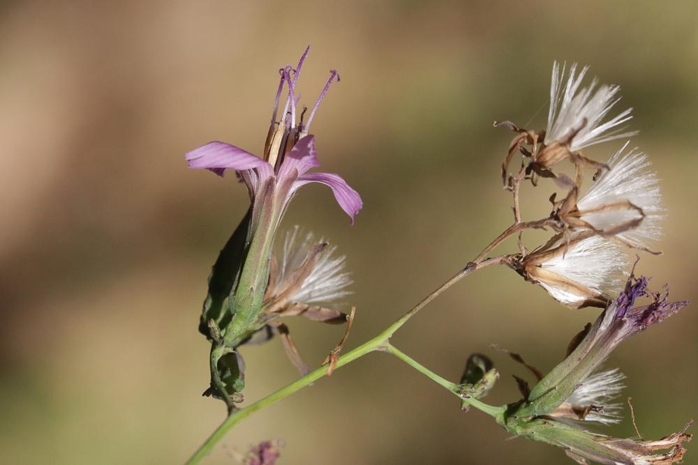 Prénanthe pourpre, Prénanthès Prenanthes purpurea L., 1753