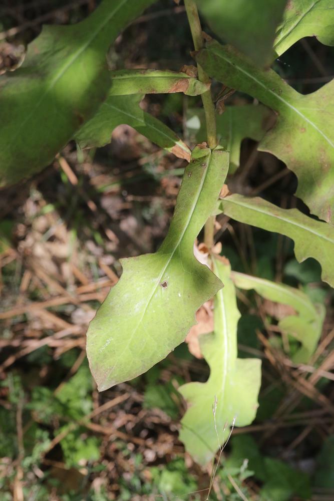 Prénanthe pourpre, Prénanthès Prenanthes purpurea L., 1753