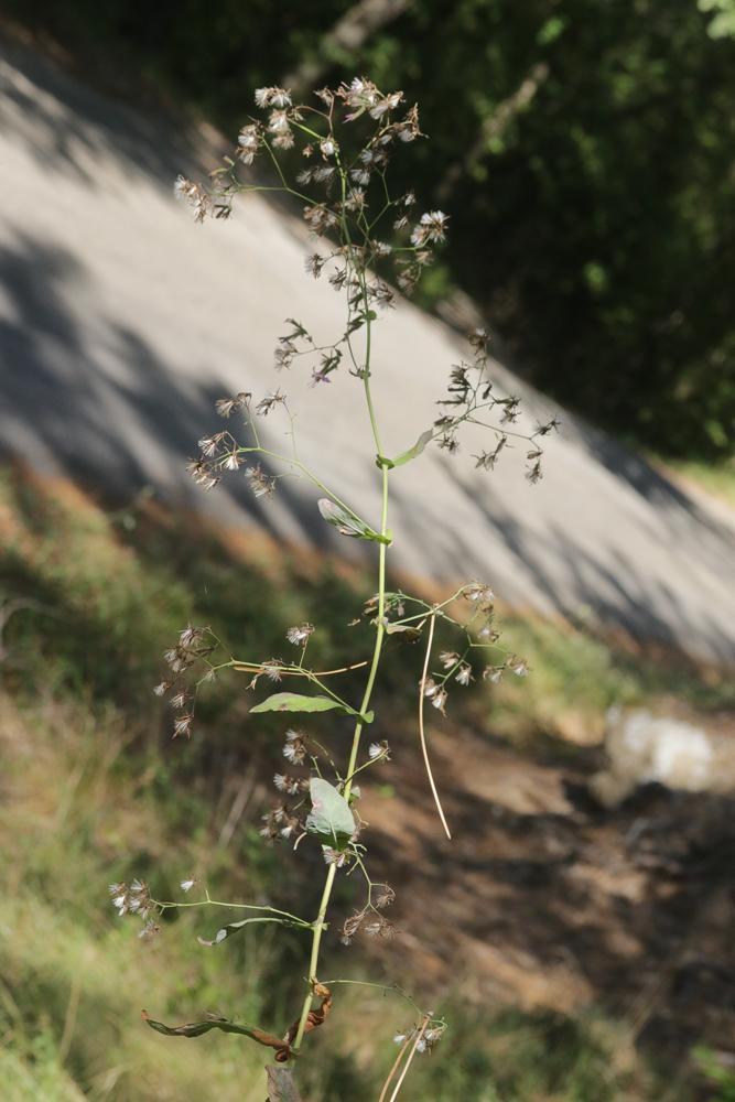 Prénanthe pourpre, Prénanthès Prenanthes purpurea L., 1753