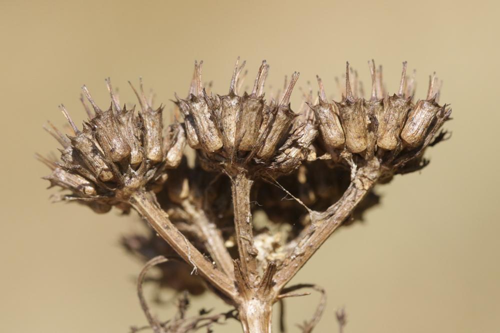 Oenanthe faux boucage Oenanthe pimpinelloides L., 1753