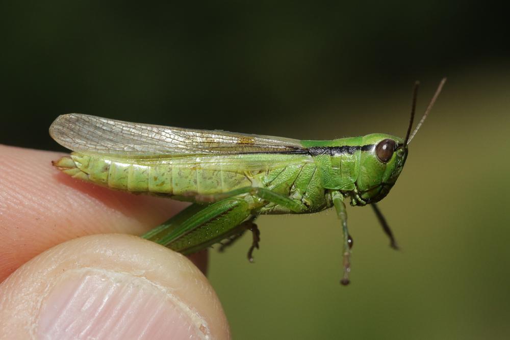 Criquet des Roseaux, Parapleure alliacé Mecostethus parapleurus (Hagenbach, 1822)