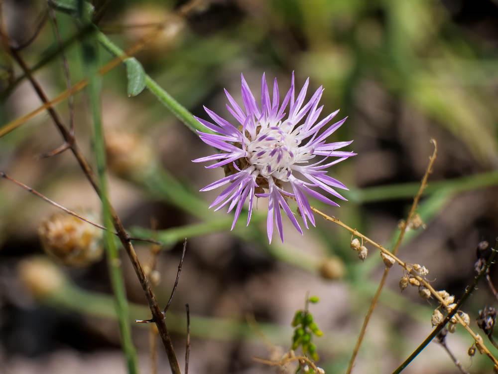 Centaurea L., 1753