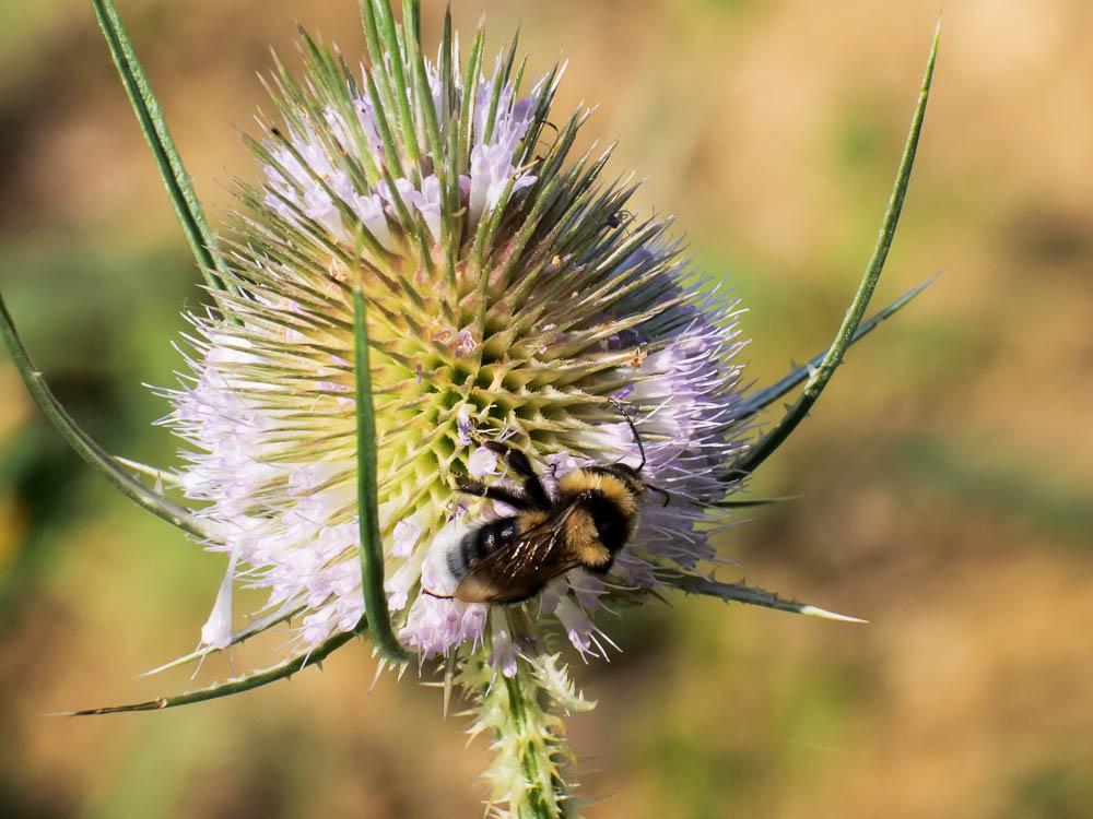 Bourdon des jardins Bombus hortorum (Linnaeus, 1760)