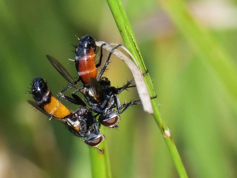 Cylindromyia auriceps (Meigen, 1838)