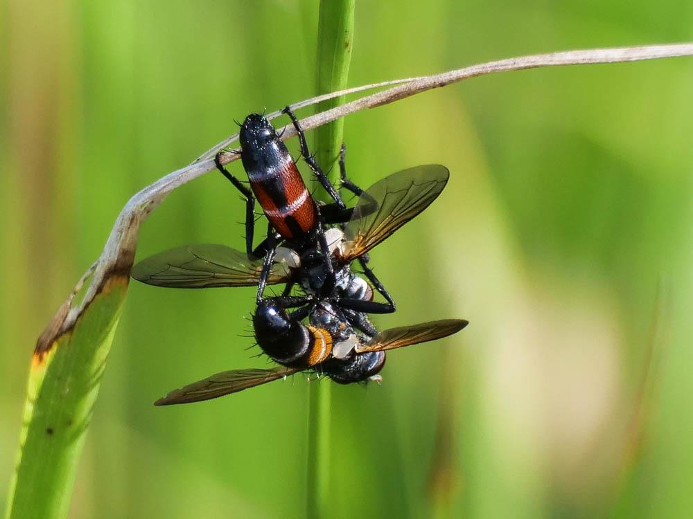Cylindromyia auriceps (Meigen, 1838)