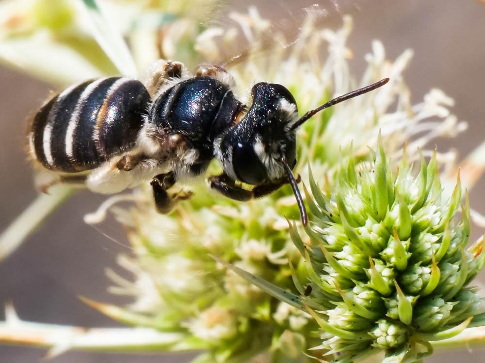 Andrena variabilis Smith, 1853
