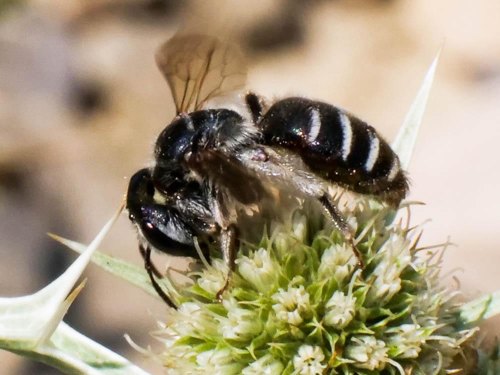  Andrena variabilis Smith, 1853