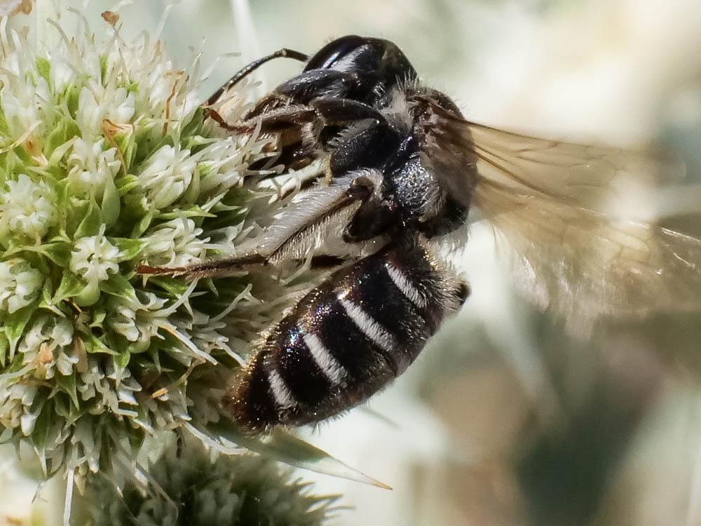  Andrena variabilis Smith, 1853
