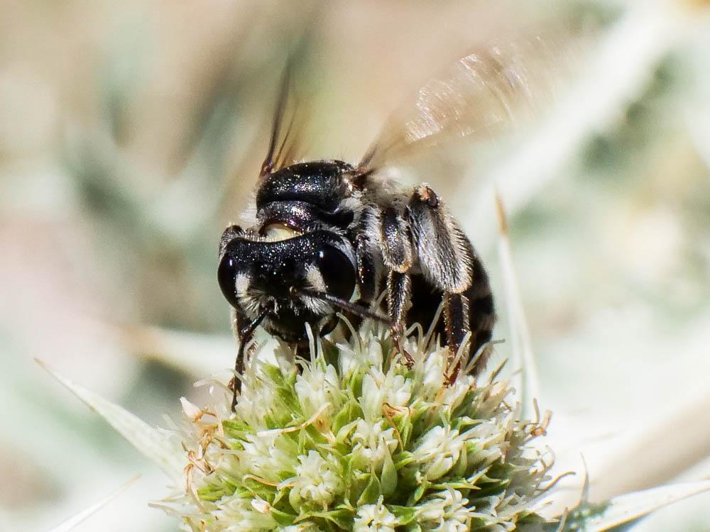Andrena variabilis Smith, 1853
