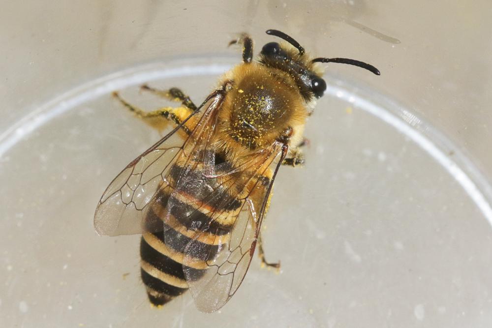 Colletes Latreille, 1802