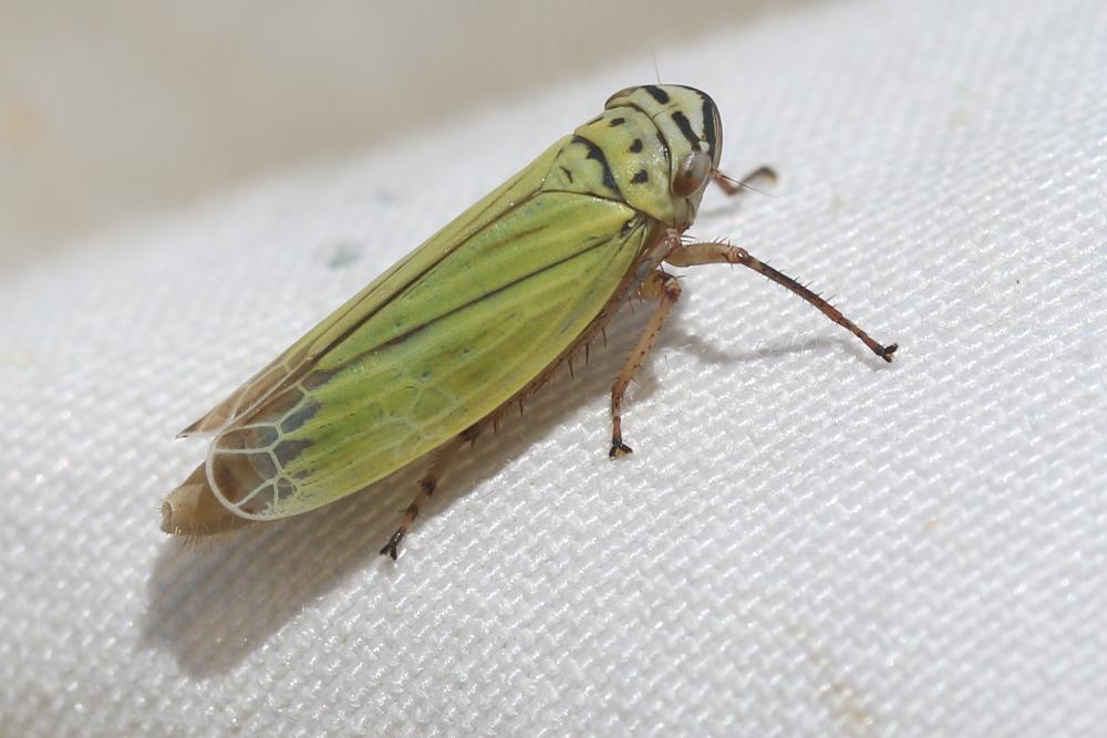 Aglena ornata (Herrich-Schäffer, 1838)