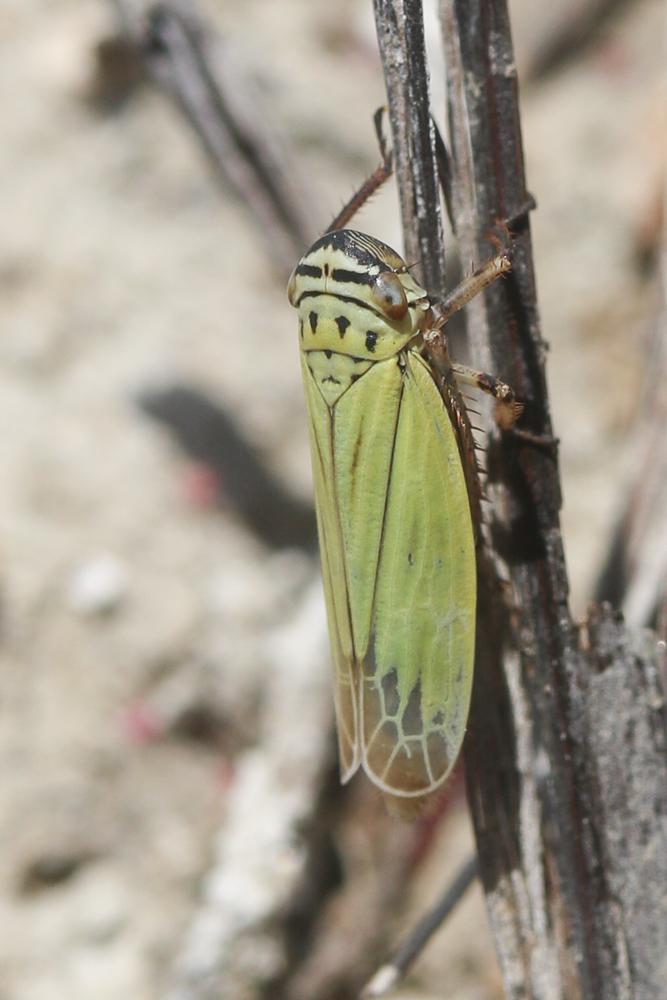  Aglena ornata (Herrich-Schäffer, 1838)