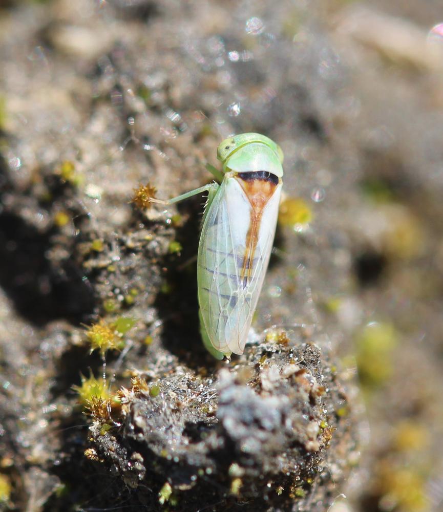  Viridicerus ustulatus (Mulsant & Rey, 1855)