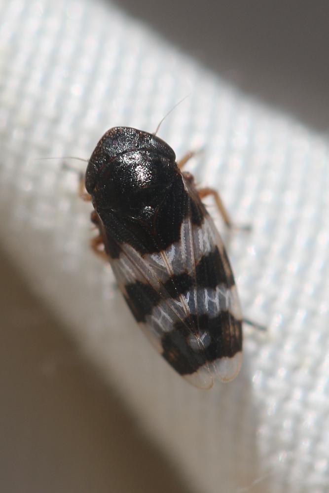 Anoscopus