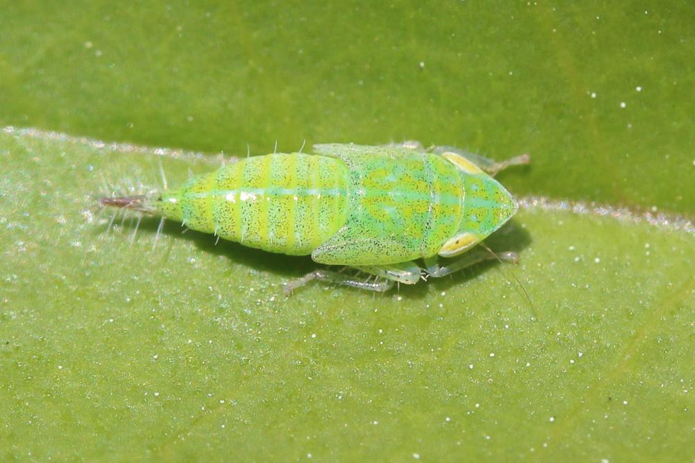  Fieberiella florii (Stål, 1864)