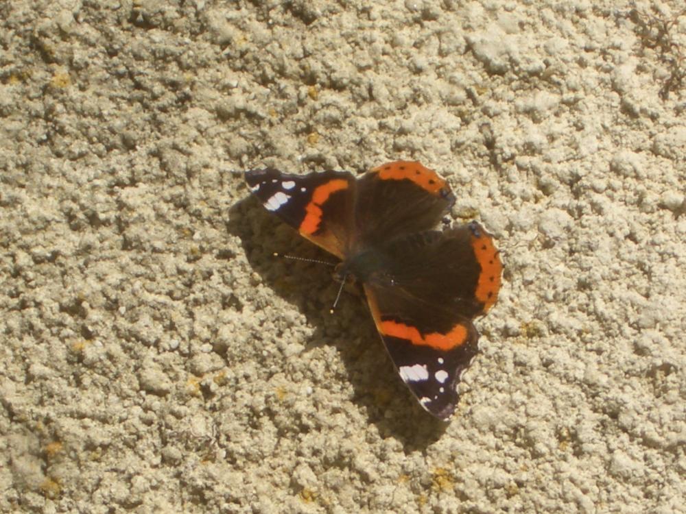 Le Vulcain (Le), Amiral (L'), Vanesse Vulcain (La), C Vanessa atalanta (Linnaeus, 1758)