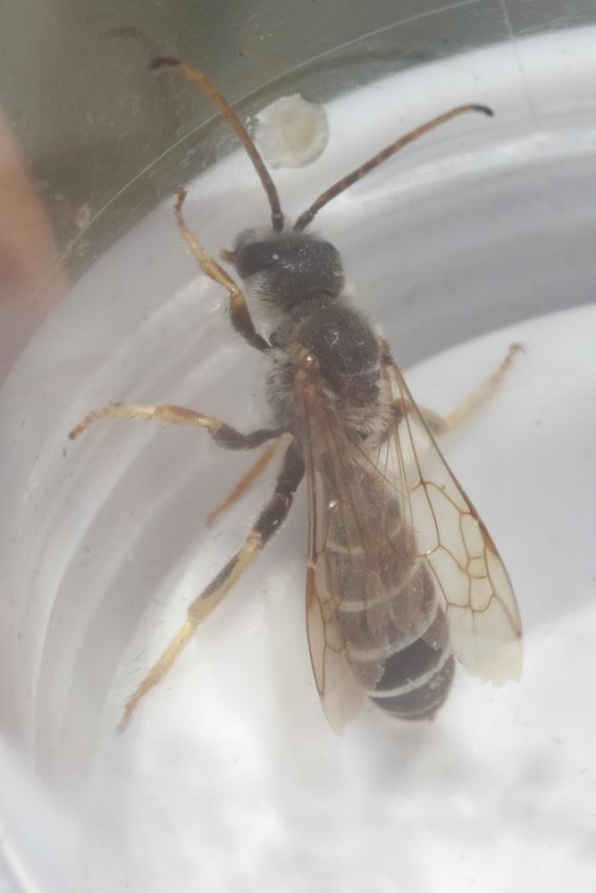 Halictus quadricinctus (Fabricius, 1776)