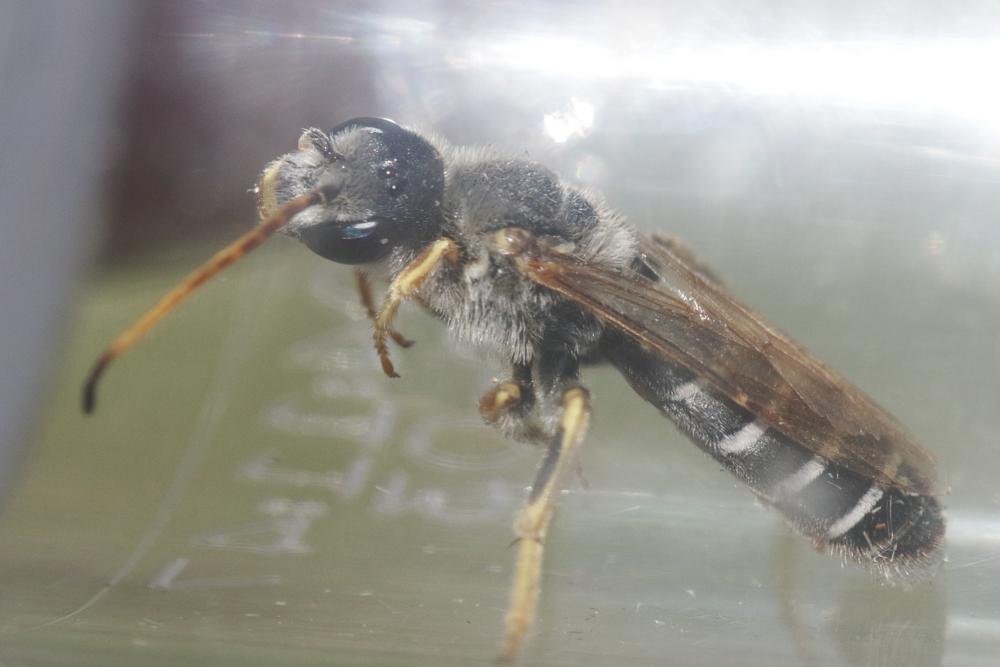  Halictus quadricinctus (Fabricius, 1776)