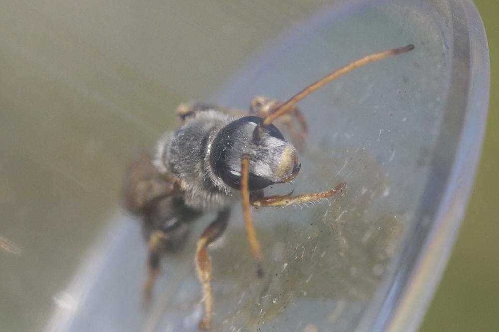 Halictus quadricinctus (Fabricius, 1776)