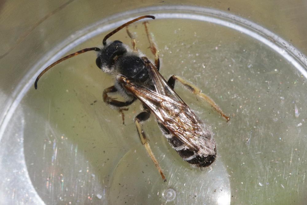 Halictus quadricinctus (Fabricius, 1776)